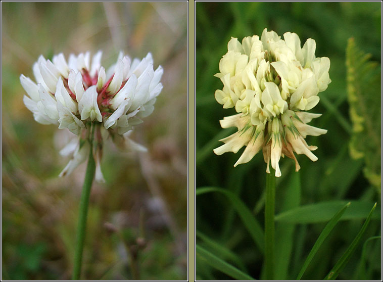 White Clover, Trifolium repens