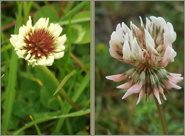 White Clover, Trifolium repens