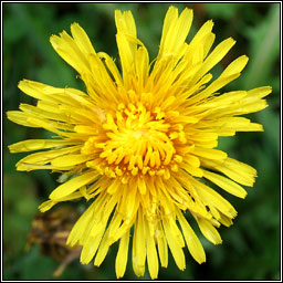 Dandelion, Taraxacum officinale agg