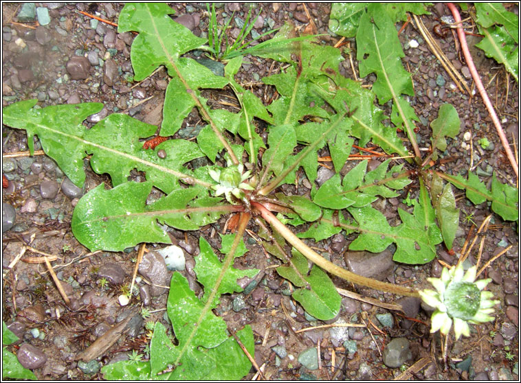 Dandelion, Taraxacum officinale agg