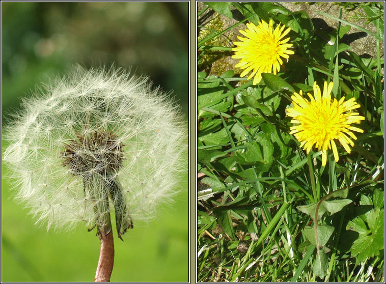 Dandelion, Taraxacum officinale agg