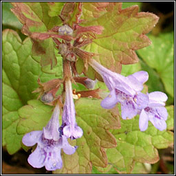 Ground-ivy, Glechoma hederacea