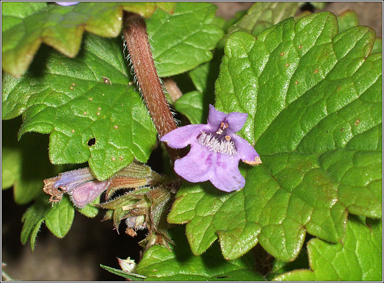 Ground-ivy, Glechoma hederacea