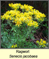 Ragwort, Senecio jacobaea