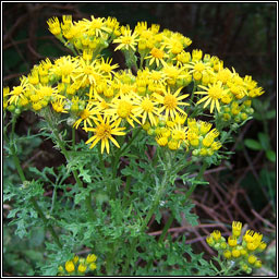 Ragwort, Senecio jacobaea