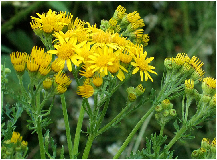 Ragwort, Senecio jacobaea