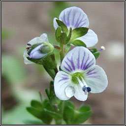 Thyme-leaved Speedwell, Veronica serpyllifolia