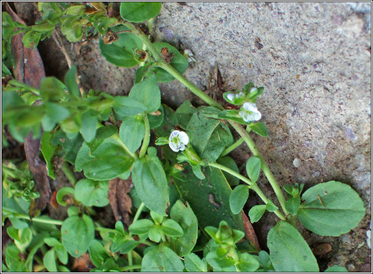 Thyme-leaved Speedwell, Veronica serpyllifolia