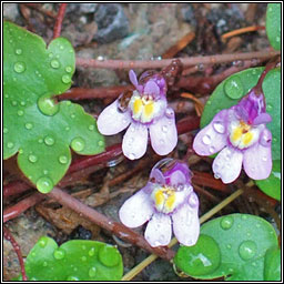 Ivy-leaved Toadflax, Cymbalaria muralis