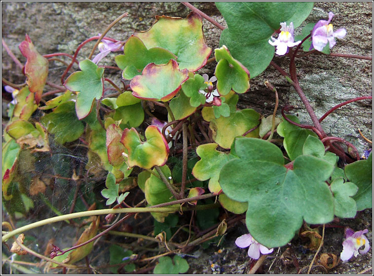 Ivy-leaved Toadflax, Cymbalaria muralis