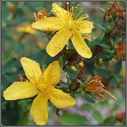 Perforate St Johnswort, Hypericum perforatum