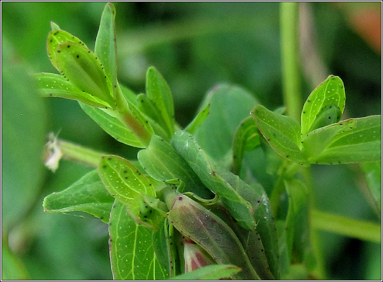 Perforate St Johnswort, Hypericum perforatum