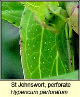 St Johnswort, perforate, Hypericum perforatum