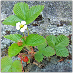 Wild Strawberry, Fragaria vesca