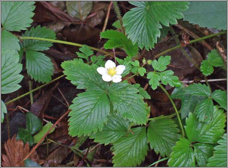 Wild Strawberry, Fragaria vesca