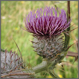 Woolly Thistle, Cirsium eriophorum