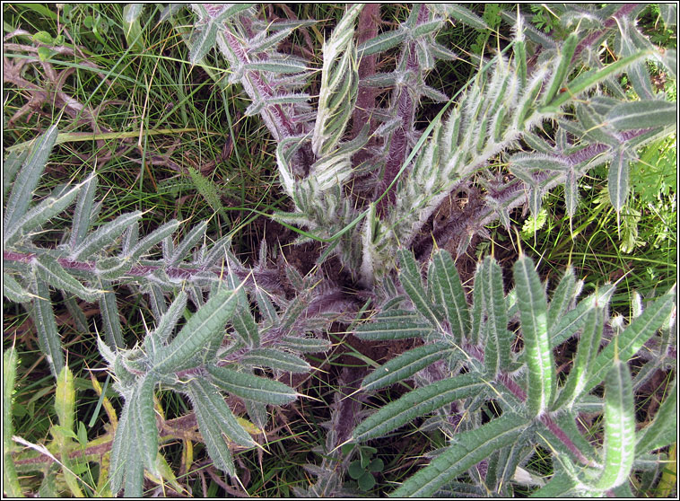 Woolly Thistle, Cirsium eriophorum