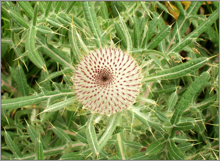 Woolly Thistle, Cirsium eriophorum