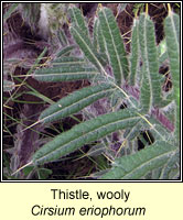 Thistle, Wooly, Cirsium eriophorum