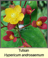 Tutsan, Hypericum androsaemum