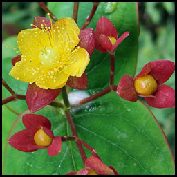 Tutsan, Hypericum androsaemum