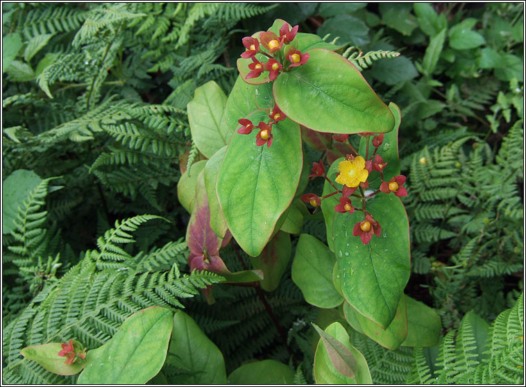 Tutsan, Hypericum androsaemum