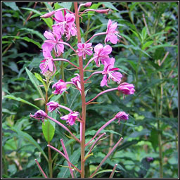 Rosebay Willowherb, Chamerion angustifolium