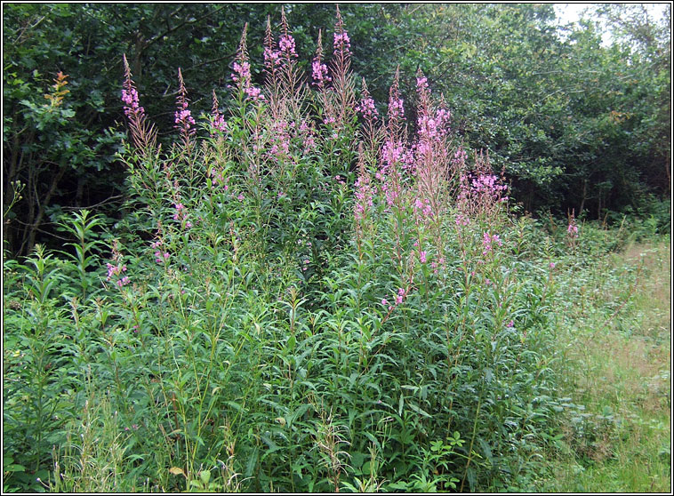 Rosebay Willowherb, Chamerion angustifolium