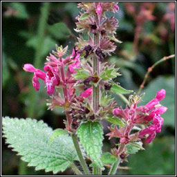 Hedge Woundwort, Stachys sylvatica