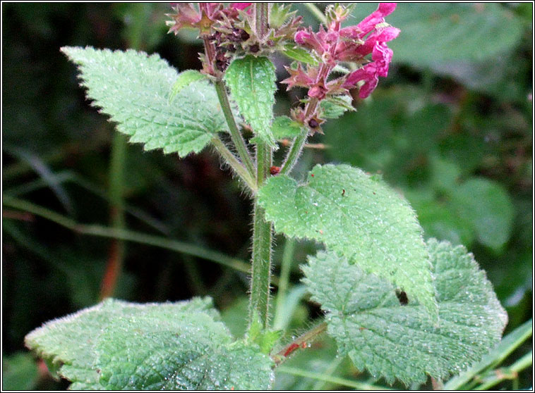 Hedge Woundwort, Stachys sylvatica