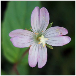 Broad-leaved Willowherb, Epilobium montanum