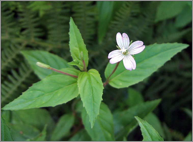 Broad-leaved Willowherb, Epilobium montanum