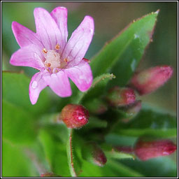 American Willowherb, Epilobium ciliatum