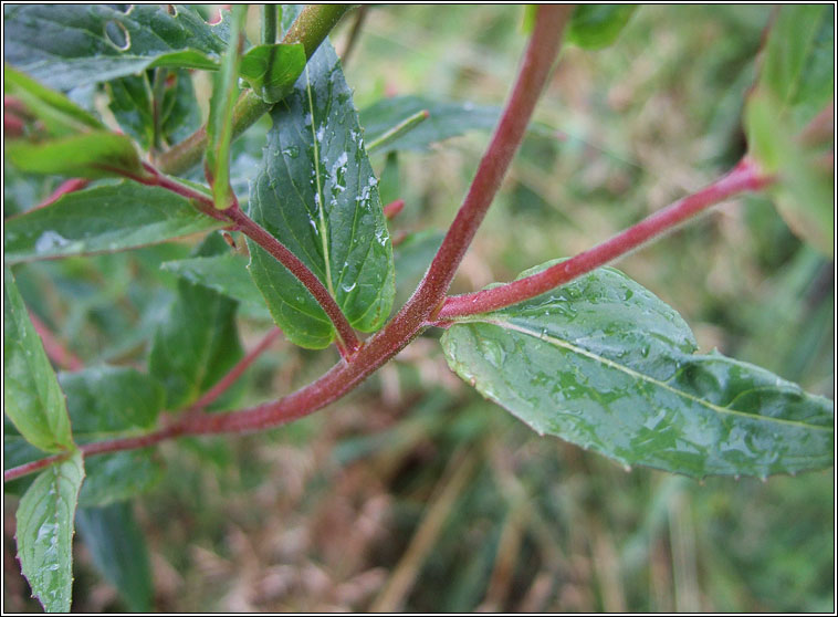 American Willowherb, Epilobium ciliatum