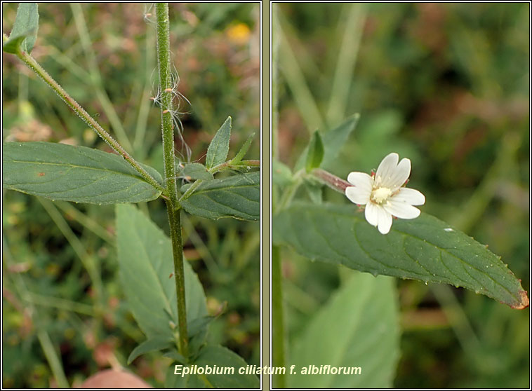 American Willowherb, Epilobium ciliatum f albiflorum