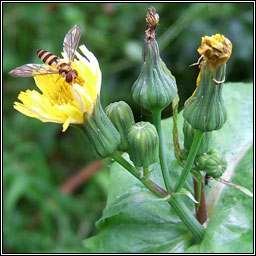 Smooth Sow-thistle, Sonchus oleraceus