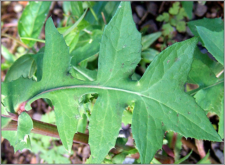 Smooth Sow-thistle, Sonchus oleraceus