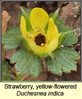 Strawberry, yellow-flowered, Duchesnea indica