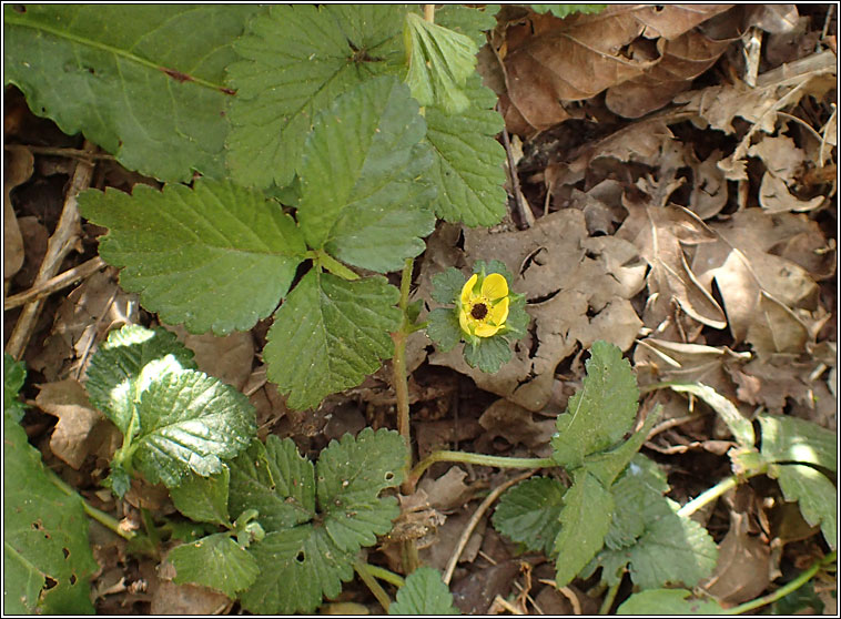 Yellow-flowered Strawberry, Duchesnea indica