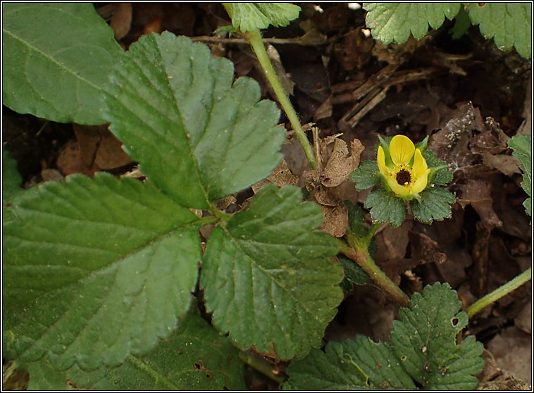 Yellow-flowered Strawberry, Duchesnea indica