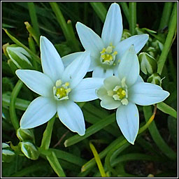 Garden Star-of-Bethlehem, Ornithogalum umbellatum