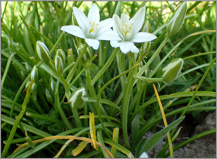 Garden Star-of-Bethlehem, Ornithogalum umbellatum