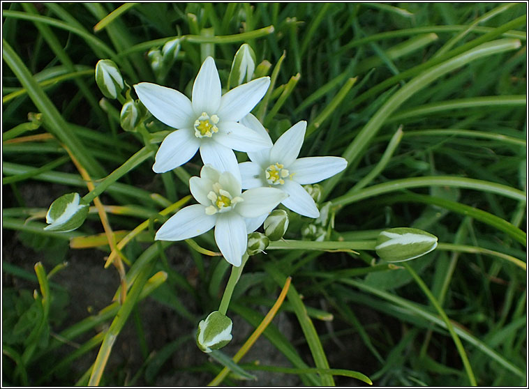 Garden Star-of-Bethlehem, Ornithogalum umbellatum