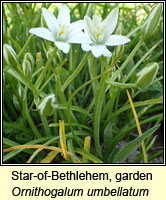 Star-of-Bethlehem, garden, Ornithogalum umbellatum