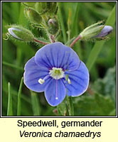 Speedwell, germander, Veronica chamaedrys