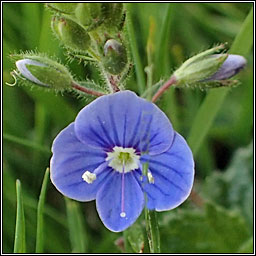 Germander Speedwell, Veronica chamaedrys