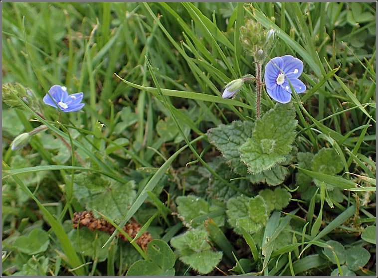 Germander Speedwell, Veronica chamaedrys