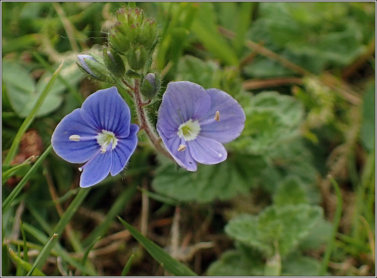 Germander Speedwell, Veronica chamaedrys