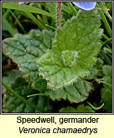 Speedwell, germander, Veronica chamaedrys