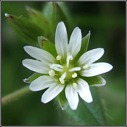 Common Mouse-ear, Cerastium fontanum